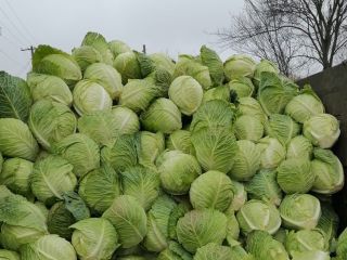 cabbage demi savoy tundra for sale quantity 100 tons