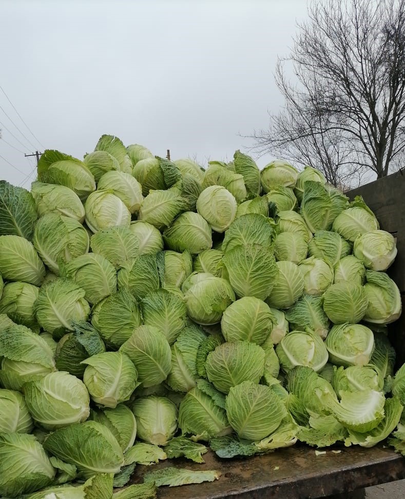 cabbage demi savoy tundra for sale quantity 100 tons