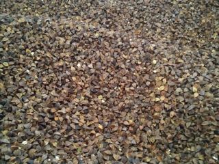 Buckwheat is cut into swath after it is dry