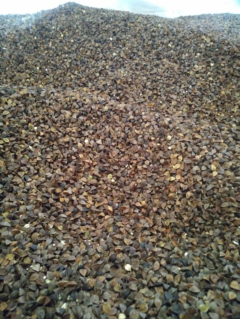 Buckwheat is cut into swath after it is dry and threshed