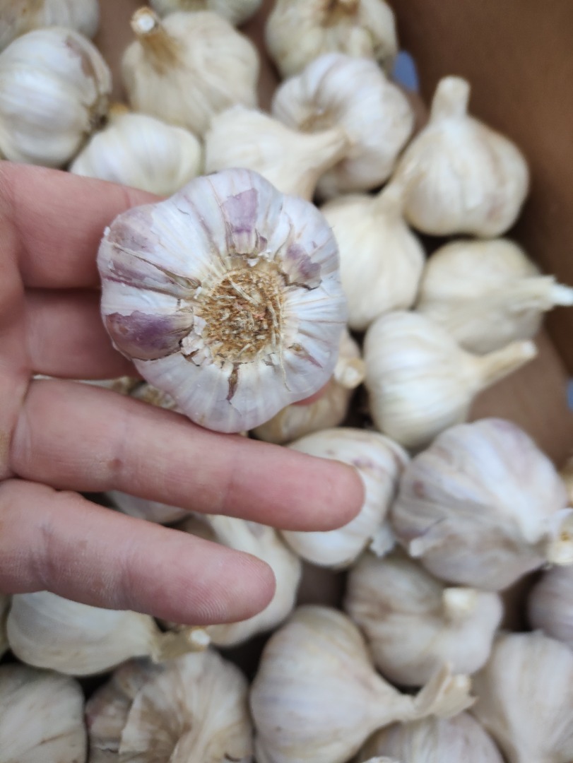 Hello, I offer Polish Harnaś garlic for sale