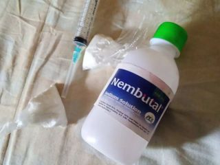 What is pentobarbital? Pentobarbital, also known as Nembutal, is