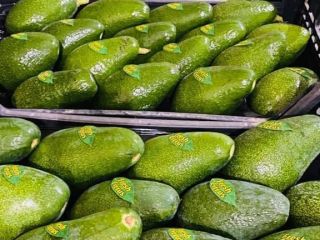 Avocado for sale, Mm 12-14-16 (250-320 gr), 1 Pallet