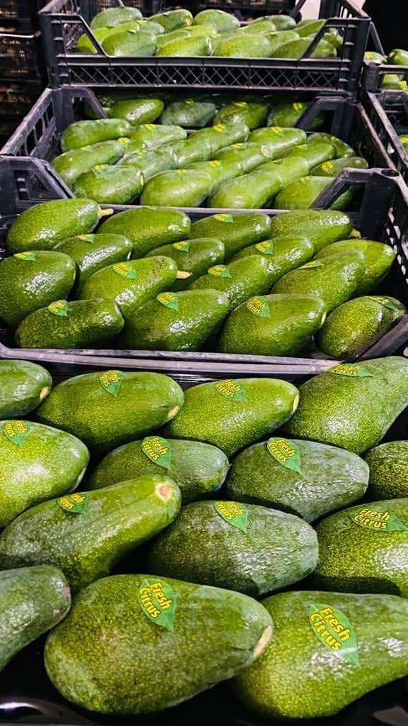 Avocado for sale, Mm 12-14-16 (250-320 gr), 1 Pallet (800-900) Kg € 2.50 negotiable