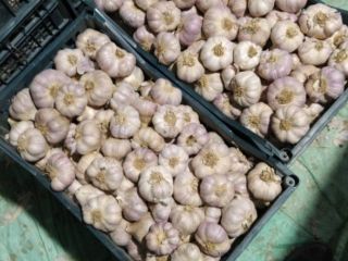 Garlic imported from Egypt, packed in crates. Caliber 5