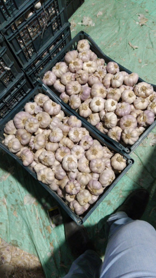 Garlic imported from Egypt, packed in crates