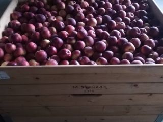 Empire Apple for sale - 18 boxes.