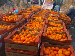 Hello, I am selling oranges for sorting. After a