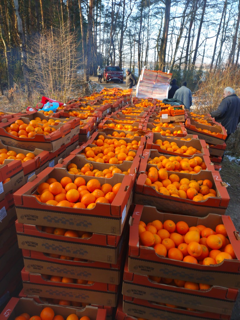Hello, I am selling oranges for sorting