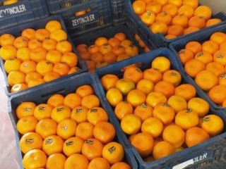 for sale wholesale quantities of navaline oranges from organic
