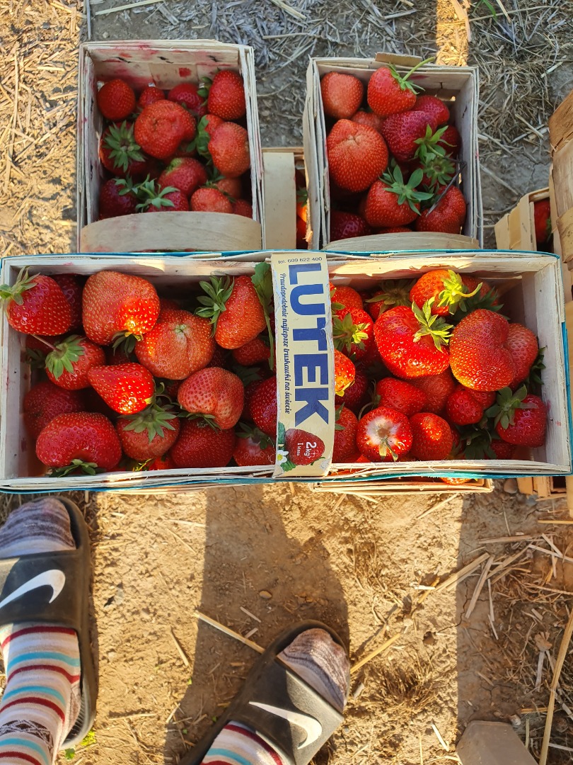 In the 2022 season, at the end of May, I am looking for a regular recipient for strawberries, Rumba variety, etc
