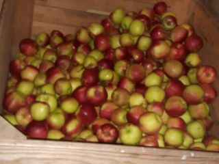 I will sell Ligola, Szampion and other varieties from