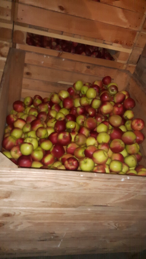 I will sell Champion, Ligola and other varieties from the cold store of the Smartphoneresh
