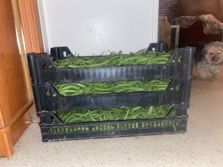 Sales of fresh lettuce all year round and others