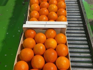 orange, kaki, olive oil. All from Valencia, Spain. The