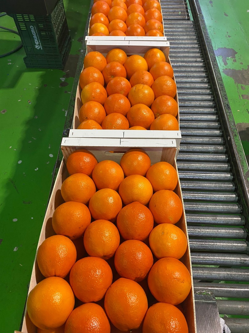 orange, kaki, olive oil