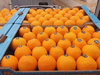 Spanish oranges for sale. The offer also includes other