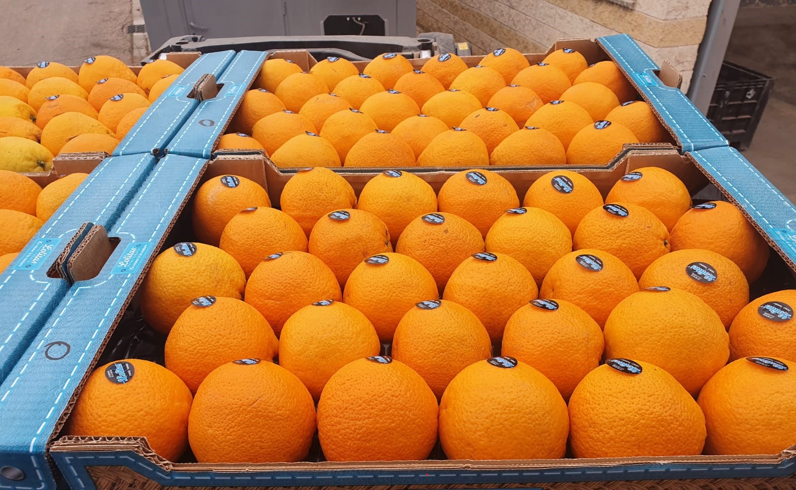 Spanish oranges for sale