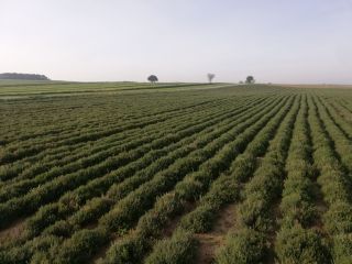 I will sell thyme herb that is harvested in