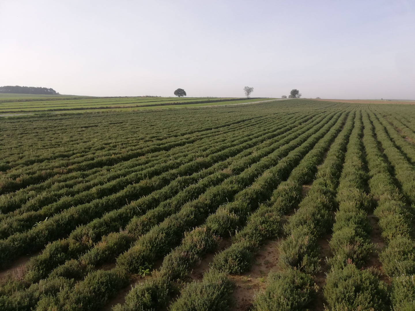 I will sell thyme herb that is harvested in 2021