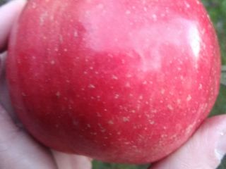 Eco conversion - apples in large quantities from Mazowsze/Poland