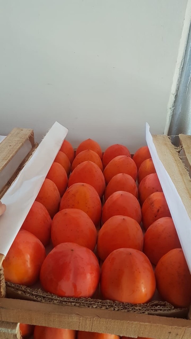 persimmon