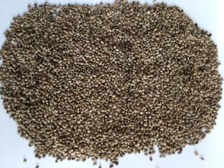 Our company is ready to offer supplies of hemp