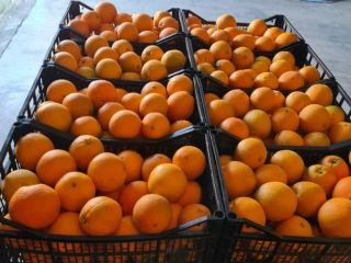 Spanish orange for sale. Fresh, sweet and juicy fruit.