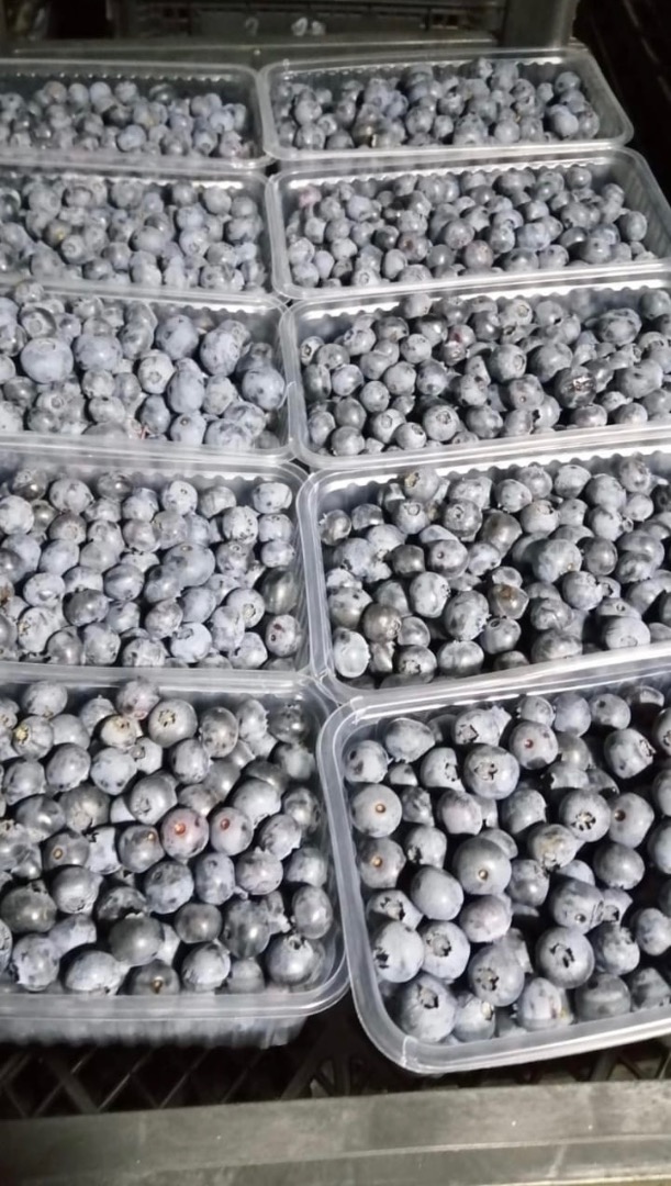 There is a very favorable climate in Georgia, which allows the establishment and cultivation of American blueberry plantations