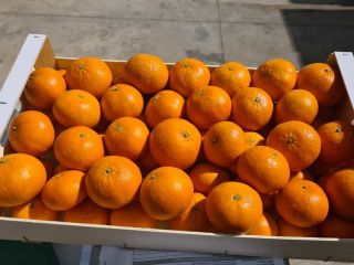 Spanish mandarins for sale. The fruit is fresh, sweet,