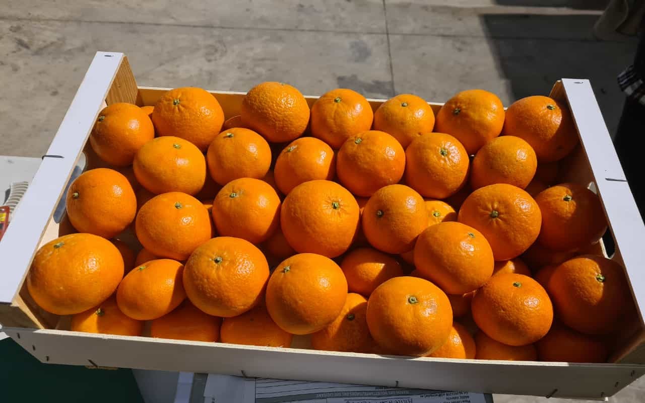 Spanish mandarins for sale