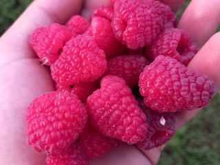 I am selling polka and cayuga raspberries, sea buckthorn,