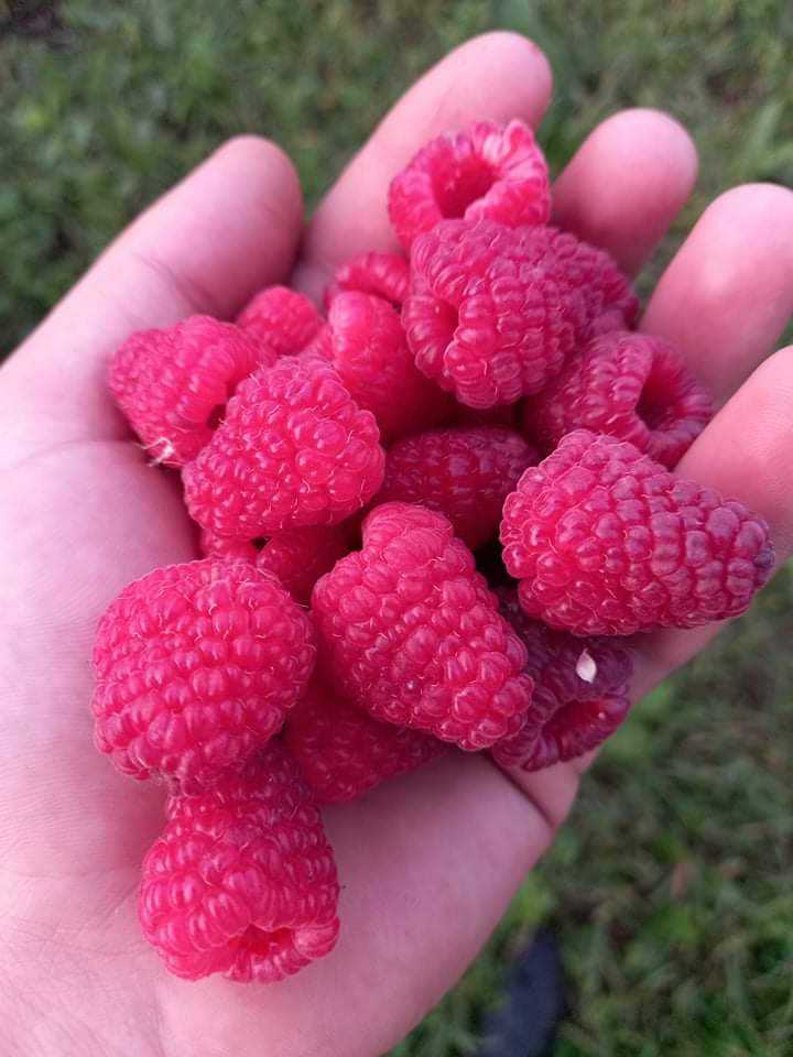 I am selling polka and cayuga raspberries, sea buckthorn, chokeberry, black and red currant