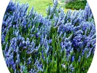 Results showed that rosemary essential oil was just as