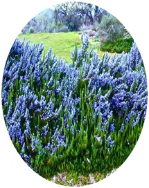 Results showed that rosemary essential oil was just as effective a minoxidil