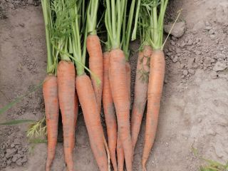 I will sell edible carrots in the amount of