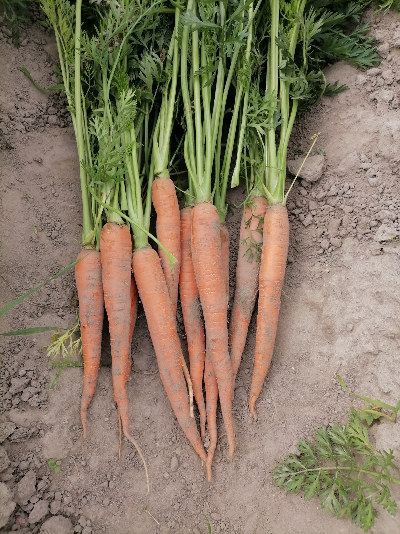 I will sell edible carrots in the amount of about 2 tons, grown without the use of chemicals