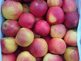 I deliver apples and dessert pears all over the