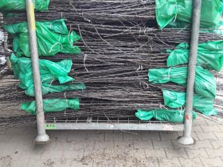 Nuresery from Serbia offer apple seedlings,basic varieties:Idared,Golden delicious,Red chif,Top