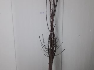 Nuresery from Serbia offer pear seedlings,basic varieties:July beauty,Turadont,Karmen,Santa Maria,ViliamsAbate