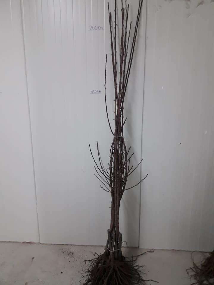 Nuresery from Serbia offer pear seedlings,basic varieties:July beauty,Turadont,Karmen,Santa Maria,ViliamsAbate Fetel, and and many more varieties grafted on