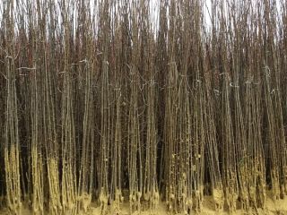 Nuresery from Serbia offer plum seedlings,basic varieties:Stenly,Cacanska Lepotica,Cacanska Rana,Cacanska
