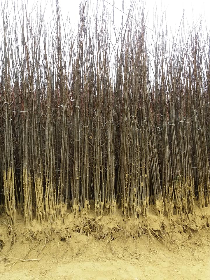 Nuresery from Serbia offer plum seedlings,basic varieties:Stenly,Cacanska Lepotica,Cacanska Rana,Cacanska rodna,Grose di felicio, and and many more varieties