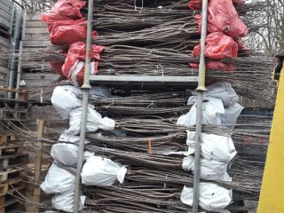 Nuresery from Serbia offer sweet cherrz seedlings,basic varieties:Burlat c1,Early