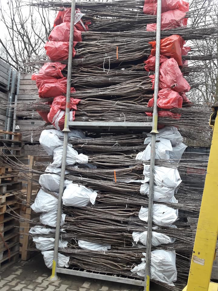 Nuresery from Serbia offer sweet cherrz seedlings,basic varieties:Burlat c1,Early Lory,Karmen,,Sunburst,Ferovia,Kordia,Regina and and many more varieties