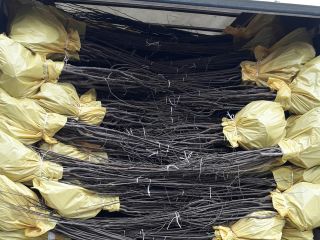 Nuresery from Serbia offer quince seedlings,basic varieties:,Leskovacka,Vranjska,Hemus,Trijumf and and