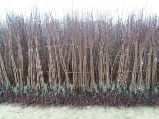 Nuresery from Serbia offer apple seedlings,basic varieties:Novosadska rodna,Ns4,Ns6,Hunarian best,Roxana,