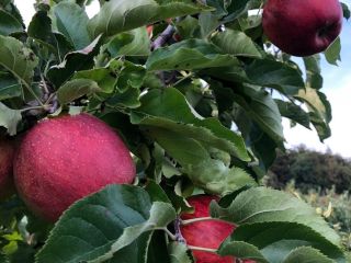 I am selling apples from my own orchard, kept