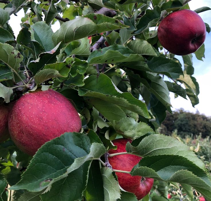 I am selling apples from my own orchard, kept in a cold store: Jonagold, Szampion, Jonagored, Jonika, Gloster, Golden, Boskoop, Idared, Prince, Red Chief