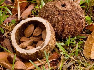 High quality chestnuts directly from Brazil. We will negotiate